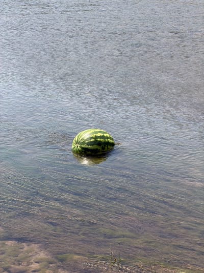 A single, ripe watermelon floats in the shallow, clear water of a river. The watermelon is mostly submerged, with its striped green rind visible above the surface. Aquatic plants are visible growing from the riverbed, their long, thin strands swaying gently in the current. The riverbank is visible in the foreground, with sandy soil and sparse vegetation. The overall scene is natural and serene. The image was taken in the city of Boraldai, Kazakhstan.