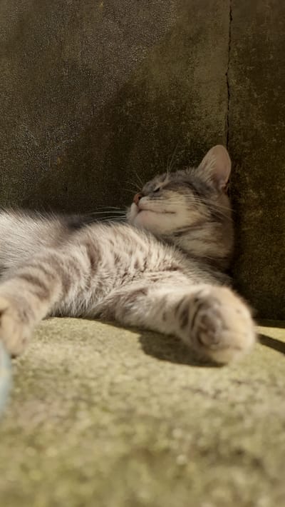 A gray tabby cat is sleeping peacefully on a textured, light-colored surface. The cat is lying on its side with its eyes closed and its body relaxed, its front paws extended. The background consists of a dark, rough wall with a visible crack running vertically. Sunlight casts shadows on the scene, indicating an outdoor setting. The image was taken in Ghidighici, Moldova.