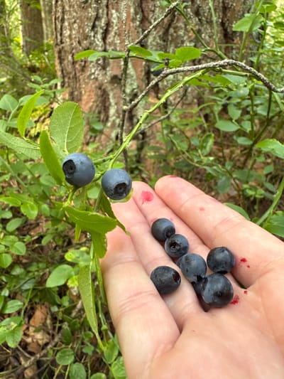 In the city of Raikuzi, Russia, a person's open hand is filled with several ripe blueberries. The hand is positioned in front of a blueberry bush, with two berries still attached to a branch. The background consists of a dense forest, with trees and green foliage. The image captures a moment of harvesting wild blueberries.