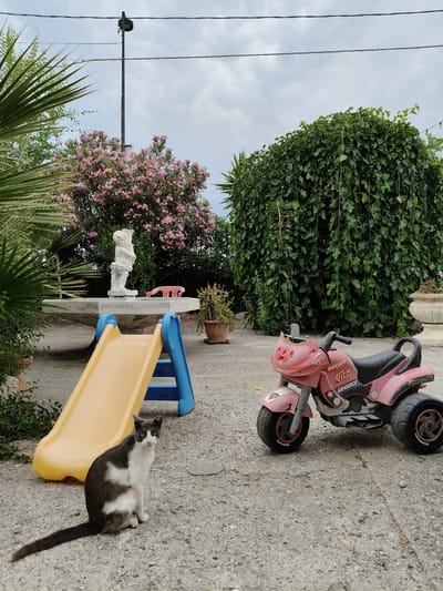 In the courtyard of a property in Bova Marina, Italy, a grey and white cat sits on a concrete surface near a yellow and blue plastic slide. In the background, a pink toy motorcycle with "DUCATI ALICE ADVANCE" branding is parked. A statue of a cherub stands on a stone fountain adorned with pink flowers. A tall, dark lamppost with overhead wires stands against a cloudy sky, partially obscured by palm fronds. A large, dense green tree with hanging leaves dominates the right side of the frame, with a decorative stone planter visible near its base. The environment suggests a residential outdoor space.