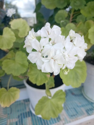 The image shows a close-up of a potted white geranium plant with green leaves. The plant is in a white pot, which sits on a surface with a blue and white striped pattern. In the background, the scene is blurred, but it appears to be an outdoor setting with some sky and buildings visible. There are no people or animals present. The location is identified as Bologoe, Russia.