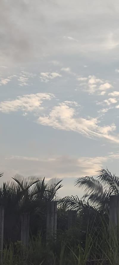The image shows a partly cloudy sky above palm trees in Kruengseupeng, Indonesia. The lower third of the image consists of palm trees with blades in a breeze. There are also concrete vertical pillars that seem to be part of a fence. Tall grass and other shrubbery are visible at the bottom.
