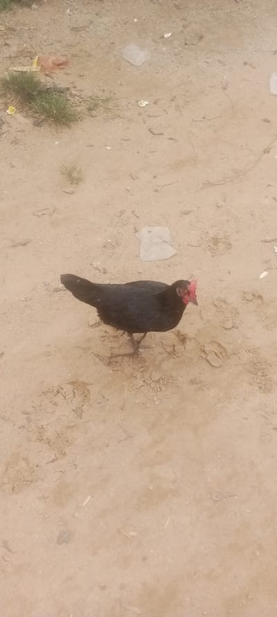 A black chicken with a red comb and wattles stands in the center-left of the frame, facing slightly right, on a light brown, sandy dirt ground in Gauraka, Nigeria. The chicken's feet are visible, making contact with the ground. Scattered across the dirt are various pieces of debris, including clear and off-white plastic bags, small fragments of white material, and organic matter. Patches of green grass are visible in the upper-left quadrant of the image. The ground shows irregular textures and small indentations, consistent with foot traffic or wind erosion.