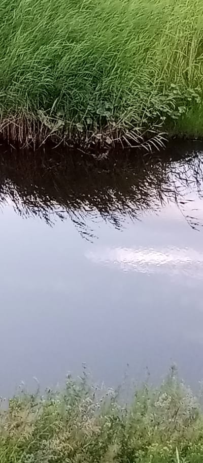 A vertical, slightly blurry close-up shot of grass on the bank of a body of water. The grass is a vibrant green and appears to be growing out of dark soil. The water is dark and reflects the grass and sky, creating an abstract pattern of dark lines and lighter patches. The bottom of the frame shows more grass, but it is lighter in color, suggesting it may be drier or a different type of plant. The scene appears to be natural, with no man-made objects or people visible. The image is undated and provides no specific information about the time of day or weather conditions.