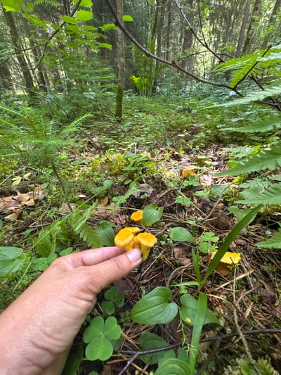 A person's hand is shown reaching for a cluster of small, bright orange mushrooms growing on the forest floor. The mushrooms are a bright, vibrant orange and appear to be chanterelles. They are growing among pine needles, dry leaves, and green clover-like plants. The background is a dense forest with trees, ferns, and moss. Sunlight filters through the trees, creating dappled light on the forest floor. The scene is set in the city of Zelonaya Dolina, Russia.
