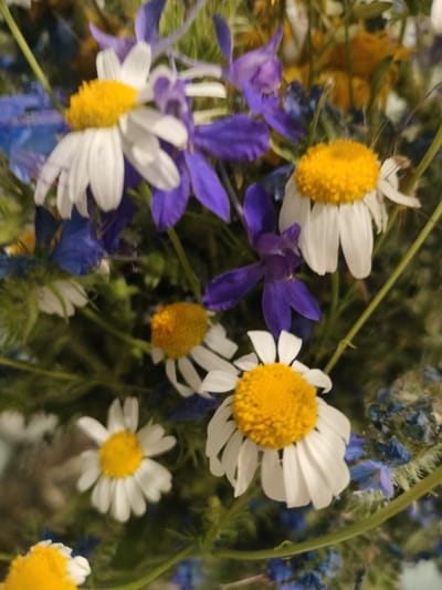 A close-up, overhead shot captures a bouquet of wildflowers, primarily daisies with yellow centers and white petals, interspersed with vibrant purple and blue flowers. The background is a blur of green foliage, with hints of yellow and orange blossoms. The image is tightly cropped, focusing on the intricate details of the floral arrangement, and the lighting is soft and diffused, creating a natural and slightly dreamy aesthetic. The scene is not specific to any particular location within the city of Kalach, Russia, but rather a general representation of a floral bouquet.