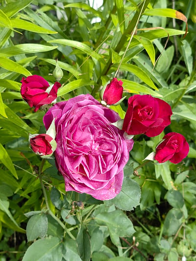 A close-up, eye-level shot captures a cluster of pink and red roses and buds against a backdrop of green foliage. The dominant subject is a large, fully bloomed pink rose positioned slightly off-center to the left. Surrounding it are several smaller, partially or fully bloomed red roses and a single green bud. The petals of the pink rose are deeply layered, creating a complex, textured surface. The red roses display velvety petals, with some buds still tightly furled and others beginning to unfurl. The leaves are a vibrant green, some appearing smooth and others slightly serrated along the edges. The lighting suggests an outdoor setting, likely during daytime, with some dappled light illuminating the flowers. The environment is natural, consistent with a garden or park setting within Квант-88 Снт, Russia, given the presence of lush vegetation. There are no people or visible actions depicted in the image.