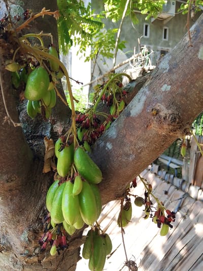 In Alue, Indonesia, a close-up shot captures a tree branch laden with clusters of unripe, green, star-shaped fruits and their accompanying reddish-purple flowers. The fruits are elongated and oval, with a smooth surface. The tree's bark is rough and textured, with patches of lighter color and some moss. Sunlight dapples through the leaves and falls on the fruits and branches, creating highlights and shadows. In the background, a portion of a building with two windows and an air conditioning unit is visible, along with a thatched roof and some greenery. A small bee is perched on the tree bark. The image is taken at eye level, focusing on the details of the fruit and tree.