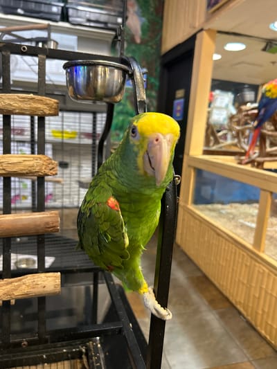 A green parrot with a yellow head perches upside down on a black metal stand with wooden perches and a metal food bowl. The background is a pet shop setting with cages and displays. While the precise address cannot be determined solely from the image, the location is Fort Myers, United States of America.