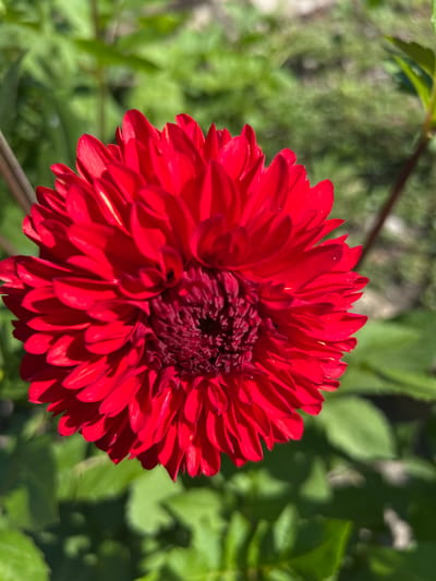 A close-up, eye-level, vertical shot captures a vibrant red dahlia flower in full bloom, its layered petals fanning outwards from a dark crimson center. The flower is the primary subject, sharply in focus, with its textured surface and delicate edges clearly visible. Behind the dahlia, the background is a soft blur of green foliage, suggesting a garden setting. Sunlight highlights the petals, creating subtle shadows and adding depth to the flower's form. The image appears to have been taken outdoors on a sunny day. There is no indication of human presence or specific urban landmarks within the frame.