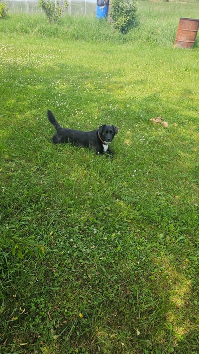 In Nemėžis, Lithuania, a black dog with white markings on its chest and a brown collar lies on a grassy lawn. The dog is facing towards the right of the frame and looking at the camera. The lawn is uneven and appears somewhat overgrown, with some small white flowers scattered throughout. In the background, to the left, there is a greenhouse structure. To the right of the greenhouse, there is a blue cylindrical object, possibly a barrel or bin, with a black trash bag on top. Further to the right in the background, a rusty brown barrel is visible. The lighting suggests it is daytime, with sunlight casting shadows on the grass.