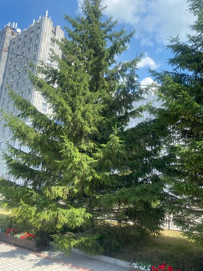 The image shows a large evergreen tree in front of a multi-story building. The building appears to be made of concrete and has many windows. The tree is lush and green, with its branches extending outwards. There are some red flowers planted in planters along the sidewalk in front of the tree. The sky is blue with some white clouds. The ground is paved with interlocking stones, and there is a grassy area behind the tree. The scene suggests an urban environment, possibly a public space or the grounds of an institution. The building's architecture might indicate it's a Soviet-era administrative or residential building. The presence of flowers and the paved walkway suggest it's an area that is maintained.