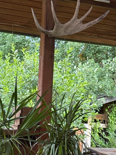 A moose antler is mounted on a wooden beam under a wooden ceiling. In the foreground, a large green plant with long, thin leaves partially obscures the view of the background. The background consists of lush green trees and foliage. A wooden post is visible to the right of the antler, and a portion of a wooden structure is visible behind the foliage on the right side of the image. The scene appears to be outdoors, possibly on a porch or covered patio. There are no people visible in the image.