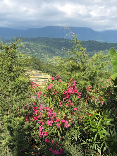 The image depicts a scenic overlook in Nizhnyaya Shilovka, Russia. In the foreground, lush green foliage and vibrant pink flowers are in bloom, framing the view. A large evergreen tree is prominent on the left. Beyond the immediate flora, terraced fields are visible, their geometric patterns contrasting with the organic shapes of the surrounding hills. In the distance, rolling, forested mountains are shrouded in a soft, cloudy haze, with the sky above appearing overcast and muted. The overall impression is one of natural beauty and agricultural landscape.