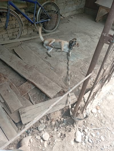 A light brown dog with dark ears is lying on its side on a dusty, uneven surface, possibly a courtyard or barn floor. The dog is wearing a dark collar and is tethered to a twisted metal post by a leash. The dog appears relaxed, with its eyes partially closed and its head resting on the ground.
Behind the dog, a blue bicycle is leaning against a brick wall. The bicycle has two wheels with visible spokes and tires, and a chain and pedals are also discernible. The wall is constructed from rough, light-colored bricks.
In the foreground, several weathered wooden planks are scattered on the ground, some lying flat and others at an angle. The ground itself is a mixture of dirt and small stones. To the right of the dog and post, there is a rusty metal gate or fence with vertical bars.
The lighting suggests it is daytime, likely sunny given the shadows. The scene appears to be in a rural or utilitarian setting, possibly an outdoor shed or yard area. There are no people visible in the image. The overall impression is one of a quiet, perhaps somewhat neglected, outdoor space.