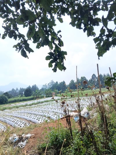 This image displays an agricultural landscape in Nam Sa Lat, Myanmar, under an overcast, light gray sky. In the upper foreground, dark green foliage, exhibiting multiple holes consistent with insect damage, partially frames the scene. The lower foreground consists of dry brown vegetation interspersed with several vertical wooden poles and discarded white and blue plastic debris on the ground. A dirt embankment separates this area from a series of cultivated fields. These fields are characterized by numerous parallel rows covered with white plastic mulch sheeting, from which small green plants emerge through punched openings. Beyond the cultivated fields, a band of green trees and dense vegetation includes banana trees and a small, reddish-brown structure with a plume of white smoke rising to its left. The background reveals densely forested hills and mountains. No individuals or active interactions are visible.