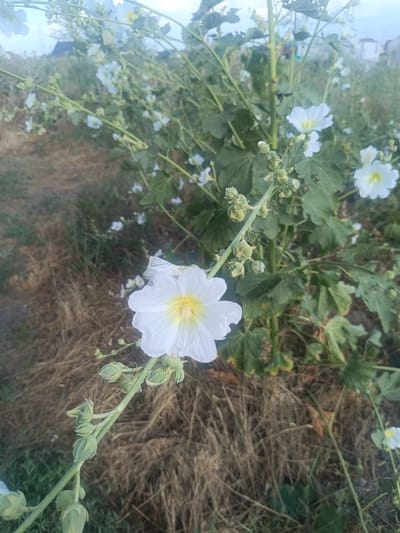 In Otegen Batyr, Kazakhstan, a close-up view showcases a cluster of white hollyhock flowers with delicate yellow centers, blooming on a green stalk. The flowers exhibit ruffled petals and are in various stages of bloom, with some buds still closed. The stalk is adorned with numerous small, green, bud-like structures. The background is a blur of dried grass and foliage, hinting at an outdoor, possibly rural setting. The lighting suggests it might be late afternoon or early evening.