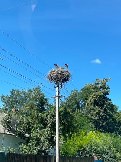 A bird's nest, constructed of twigs and debris, is situated atop a utility pole in Volovodivka, Ukraine. Three storks are visible within the nest; one is standing, facing to the right, while the other two are perched closer together, facing towards the left. The nest is surrounded by a clear blue sky, with a few wispy clouds present. Several power lines crisscross the frame above and around the nest. Lush green trees and a portion of a building with a grey roof are visible in the background, with a dark wooden fence in the foreground.