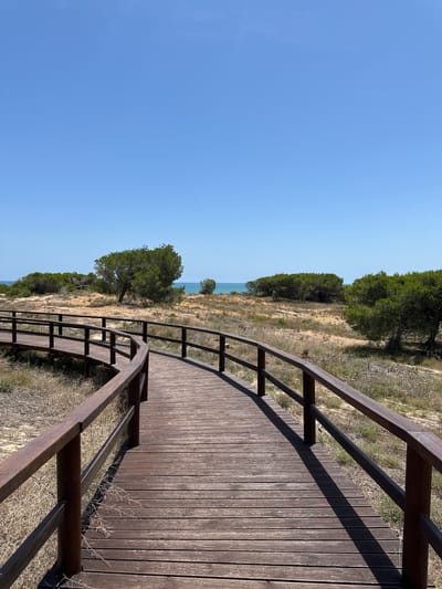 The image displays a weathered, dark brown wooden boardwalk with railings, curving left through a coastal dune environment in Guardamar del Segura, Spain. Strong, defined shadows from the railings are cast onto the boardwalk planks. The immediate ground adjacent to the boardwalk consists of light brown, sandy soil with sparse, dry, yellowish-brown vegetation. Multiple green pine trees with dense canopies are dispersed across the midground and background, growing in the sandy terrain. A narrow strip of calm, turquoise-blue sea is visible on the horizon, beneath a clear, uniform blue sky. No human or animal subjects are present in the scene.