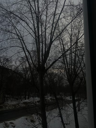 The scene depicts an outdoor environment in Vakhitovo, Russia, observed from an elevated perspective, likely through a window, as indicated by a partial light-colored frame on the far right. The sky is overcast and uniformly light grey. The landscape is dominated by numerous deciduous trees, all bare of foliage, suggesting a winter or early spring season. These trees present dark, intricate silhouettes against the lighter sky, with several prominent trunks and branch networks visible in the foreground and mid-ground. The ground is partially covered with snow and areas of darker, possibly melted or dirty, snow and earth. A dark, paved road or pathway traverses the lower mid-section of the image, partially obscured by snowdrifts and the lower branches of trees. No individuals, animals, or vehicles are present. The scene is static, devoid of active subjects or interactions.