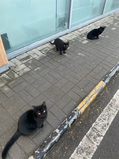 Three black cats on a gray brick sidewalk. One cat is near a building with large windows, looking up. A second cat is closer to the center, also looking up. The third cat is near a curb with yellow and white markings and looks directly at the camera. The scene is bright, but the shadows suggest it is overcast. The sidewalk is made of uniformly sized rectangular bricks.