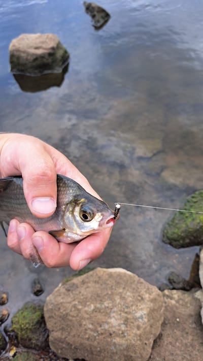 A person's hand holds a small, freshly caught fish by the mouth, which is hooked by a fishing lure. The fish has silver scales and dark eyes. The person's hand is slightly wrinkled and the fingernails are visible. The background shows the murky water of the Odra River with rocks along the bank. In the distance, more rocks are visible in the water. The scene appears to be in Krosno Odrzańskie, Poland.