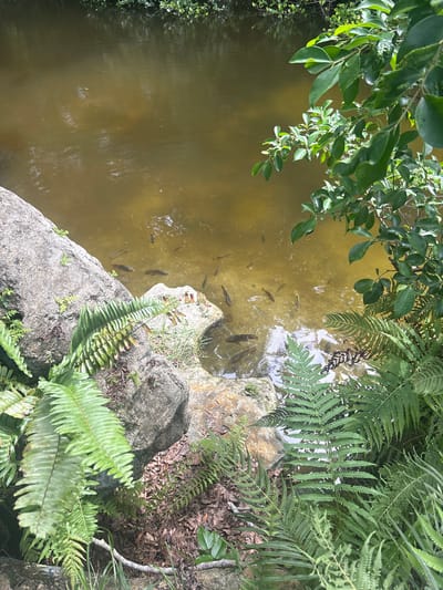 The image depicts a natural scene of a pond with several fish swimming in it. The pond water is a murky yellowish-brown color. The banks of the pond are lined with rocks and lush green ferns and other foliage. A large grey boulder is visible on the left side of the image, and another smaller, lighter-colored rock juts out into the water on the right. In the distance, trees and more greenery line the far edge of the pond. The overall impression is of a serene, natural setting within a park or garden. The image was taken in Delray Beach, United States.