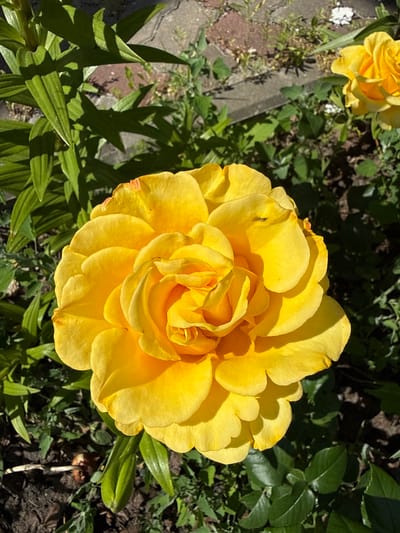 This is a medium-shot, eye-level, natural-light photograph of a vibrant yellow rose bloom in a garden setting. The rose is the clear subject, its numerous petals tightly packed and unfurling towards the center, creating a full, ruffled appearance. A tiny dark insect, possibly a fly or gnat, is visible on one of the outer petals, adding a touch of natural detail.

The rose is positioned in the foreground, slightly off-center to the right, with its bright yellow color stark against the darker green foliage and shadowed ground in the background. To the upper left of the frame, a portion of another yellow rose can be seen, slightly out of focus. The surrounding greenery is lush, with various leaf shapes and textures, some catching the sunlight and others casting shadows. In the background, a path or border made of grey paving stones and reddish brick fragments is partially visible.

The lighting suggests it is daytime, likely morning or afternoon, with strong sunlight creating distinct highlights and shadows. The overall mood is one of natural beauty and tranquility. There is no visible text in the image. The location context provided is Liubymivka, Ukraine.