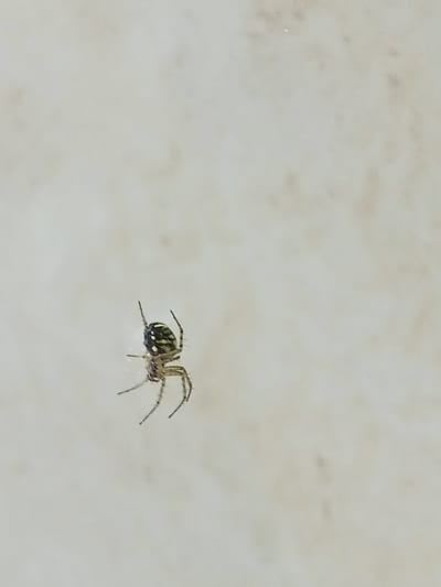 A small spider is depicted in the center-left of the image, suspended against a light-colored, textured background that appears to be a wall or surface. The spider has a dark body with lighter markings, including some greenish-yellow patterns on its abdomen. Its legs are thin and spread out, with some appearing to be attached to unseen threads. The spider is the sole subject in this close-up view. The lighting suggests it's daytime, but no specific weather or time of day details are apparent. The background is neutral and does not provide specific location cues beyond the fact that it is an indoor or outdoor surface. There is no visible text in the image.