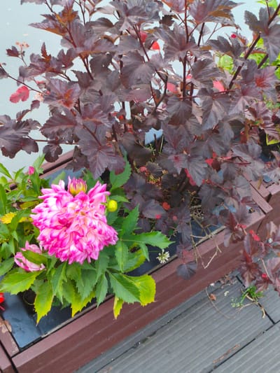 A close-up, eye-level, outdoor shot features a potted plant with dark red leaves and a vibrant pink and white dahlia. The dahlia, positioned in the lower left of the frame, is fully bloomed, its petals fanning outwards, with two smaller buds to its left and right. Surrounding the dahlia are bright green leaves, some showing signs of yellowing at the tips. The dark red foliage of another plant fills the upper portion of the image, its leaves serrated and clustered on thin stems. The plants are situated in a dark rectangular planter box. The planter is placed on a weathered wooden deck. In the background, a light blue surface, possibly a wall or sky, is visible. The overall scene appears to be a garden setting in Verkhnii Lars, Russia, possibly on a cloudy day.