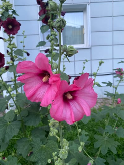 In Goluboye, Russia, two vibrant pink hollyhock flowers dominate the foreground of this vertical, eye-level photograph. Their delicate petals, tinged with lighter shades, are slightly unfurled, revealing their fuzzy yellow stamens. The flowers are positioned on tall, green stems, which are dotted with unopened buds. In the background, a portion of a building with a light blue, horizontally paneled facade is visible, featuring a small, white-framed window reflecting the sky. Darker, purplish hollyhock blooms and green foliage are also present, creating depth and a sense of a flourishing garden. The ground is covered in lush green grass.
