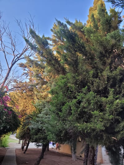 This is an outdoor, eye-level, medium shot photograph taken in Tserkezoi, Cyprus. The image features a line of trees, predominantly coniferous with some deciduous trees in the background, against a clear blue sky. The trees are a mix of green and autumnal hues, with some bare branches visible. In the foreground, a paved pathway curves to the left. To the left of the pathway, there is dense foliage with pink and white flowers. The ground around the trees is covered in brown soil and dry leaves. The setting appears to be a park or a residential area with a building visible in the background to the right. There are no people or animals visible in the image. The lighting suggests it is late afternoon or early morning due to the warm tones on some of the foliage.