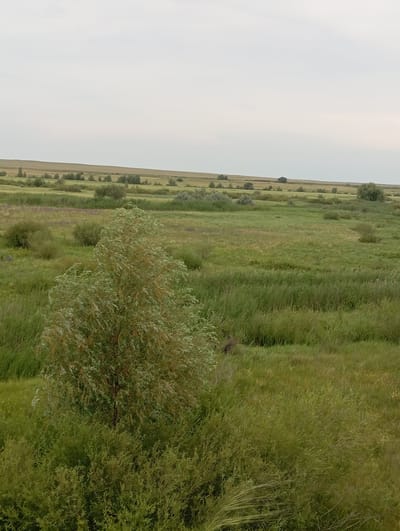 The image depicts a vast, open landscape of green grasslands and low-lying vegetation, likely a steppeland. Scattered throughout the scene are various shrubs and a few trees, with a larger tree prominently featured in the foreground, its branches swaying. The terrain appears relatively flat, stretching towards a distant horizon under a pale, overcast sky. There are no visible structures, roads, or people in the image. The environment suggests a natural, undeveloped area. This location could be part of the Karatal district in Kazakhstan, known for its extensive steppes.