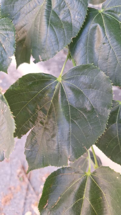 The image displays a close-up view of several large, dark green leaves with serrated edges and prominent veins. The leaves are arranged in a way that suggests they are part of a plant or shrub. The texture of the leaves appears slightly glossy. The background is out of focus, showing a light-colored, textured surface that could be pavement or a similar outdoor ground cover, with some scattered debris.
The lighting suggests it is daytime, likely outdoors, with no indication of specific weather conditions. The focus is entirely on the foliage. The scene is static, with no activity or people depicted. There is no visible text in the image. The location context provided is Gournay-sur-Marne, France, which implies an outdoor setting in that region. The overall mood is natural and botanical, with an emphasis on the intricate details of the leaves.