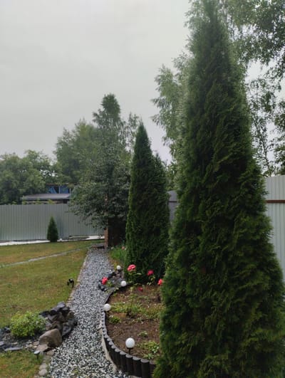 The image depicts a residential backyard in Urkovo, Russia, on an overcast day. A gravel path winds through the yard, bordered by a low, dark wooden fence. To the right of the path is a flowerbed with several pink roses and small white globe lights. Two large, dark green evergreen trees stand prominently in the foreground, with a smaller evergreen visible further back. A light gray metal fence runs along the perimeter of the property, behind which are several trees and a building with a blue-tinted window. The lawn is a vibrant green, with some areas appearing damp. Several small, dark solar-powered garden lights are placed along the path and lawn. There are no people visible in the image.