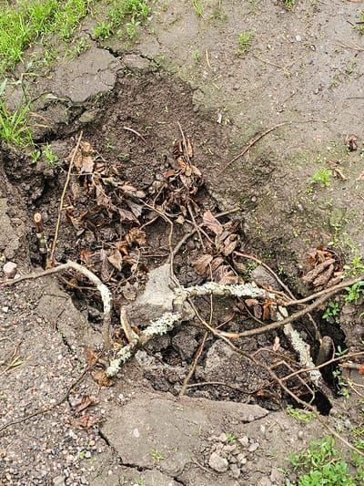 The image shows a close-up, overhead view of a sinkhole in the ground. The sinkhole is irregular in shape, with cracked, dry earth surrounding it. Debris, including dried leaves and twigs, has fallen into the hole. Some of the twigs are covered in lichen. The ground is a mixture of soil, gravel, and sparse green vegetation. The scene appears to be outdoors, possibly in a park or a residential area. The location is identified as Mäntsälä, Finland. There are no people or animals visible in the image.