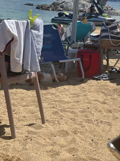 The image depicts a sunny day at a beach in Ammouliani, Greece. In the foreground, a brown and white dog is sleeping on the sand, partially obscured by a chair leg. The dog is wearing an orange collar. In the middle ground, there are several beach chairs, including a blue one with the word "ESCAPE" visible, and a red cooler bag with "CAMPINGAZ" printed on it. A striped bag and a straw hat are also visible on a chair. In the background, the clear blue water of the sea laps against a rocky shoreline. Two jet skis are partially visible in the water, and a person is seen holding a mobile phone. Clothes are draped over a chair in the left foreground.