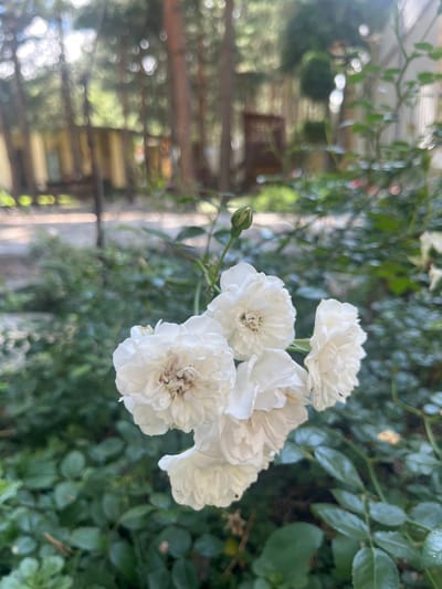 A cluster of white roses is in full bloom, their delicate petals softly unfurling. One rosebud, tightly closed, hints at future blossoms. The roses are set against a backdrop of lush green foliage, with the blurred shapes of trees and a building suggesting an outdoor, possibly garden, setting. The image is captured in Староживотинное, Russia.