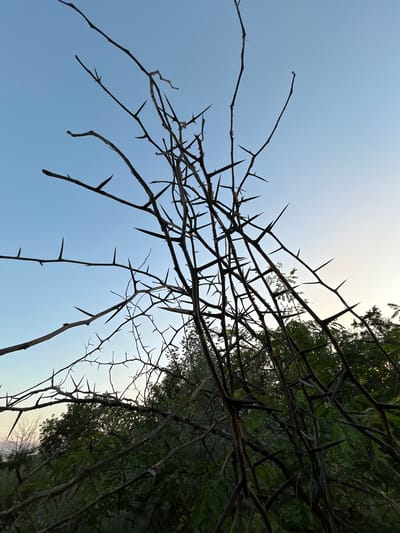 The image shows a close-up of thorny branches against a pale blue sky. The branches are dark and appear dry, with numerous sharp thorns protruding from them. The thorns vary in size, with some being long and slender, while others are shorter and thicker. The branches are tangled and create a dense, almost spiky network. In the background, out of focus, are dark green trees and foliage, suggesting an outdoor environment. The lighting indicates either early morning or late evening. There are no people or animals visible in the image. The location specified, Dzherokay, Russia, provides context for the natural environment depicted.