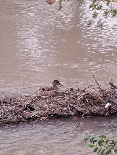 In the city of Prigorodnoye, Kyrgyzstan, a mallard duck is seen resting on a debris raft in murky water. The raft, composed of twigs and branches, floats on a wide expanse of brown water, its surface rippled. The duck, with its brown and patterned plumage, is nestled in the center of the raft. The surrounding environment appears to be a natural waterway, possibly a river or a large stream, with vegetation visible on the banks and partially submerged in the water.