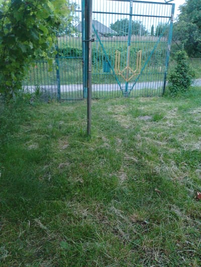 The image depicts an exterior scene in Berezynka, Ukraine, featuring a green metal gate with a yellow trident symbol. The gate is part of a fence that extends horizontally across the frame, with vertical bars forming a consistent pattern. Behind the gate, a road or path is visible, leading into a grassy area with trees and buildings in the distance. The foreground is dominated by a patch of grass that appears somewhat unkempt, with areas of dry, light-colored grass mixed with greener patches. A vertical metal pole is positioned in the center of the frame, in front of the gate. A small, bushy green plant is situated to the right of the gate. The overall lighting suggests an overcast or twilight sky. No people are visible in the scene.