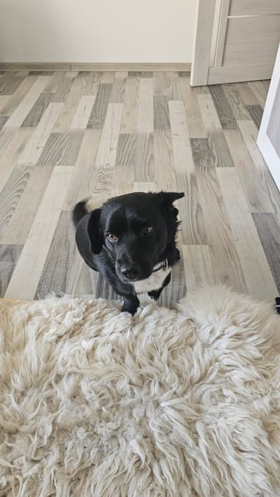 The media file shows a black and white dog lying on a wooden floor next to a fluffy white rug. The dog is looking up at the camera with a curious expression. The scene appears to be indoors, possibly in a home. The lighting suggests it could be daytime. There are no people visible in the media file. The floor has a wood plank design with variations in color and grain. The rug is thick and shaggy. The overall mood is relaxed and domestic. There is no visible text in the media file. The location context provided is Nemėžis, Lithuania.