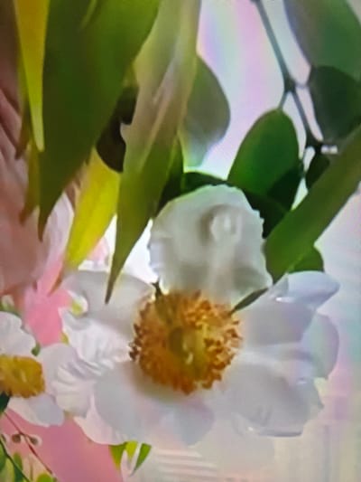 The image is a close-up, pixelated photograph of white flowers with yellow centers, interspersed with green leaves. The background is a blur of pastel colors, primarily pink and light purple, with some hints of white. The flowers appear to be part of a bouquet or arrangement. There are no people, actions, or interactions visible. The image does not provide any information about its location in Çiğli, Turkey.
