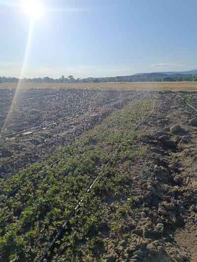 The image depicts a field with rows of young green plants being irrigated by drip lines. The soil is brown and appears dry in some areas. In the background, there is a dry field and a line of trees, followed by hills under a clear blue sky with the sun shining brightly, creating a lens flare. The location is identified as Kurtovo Konare, Bulgaria.