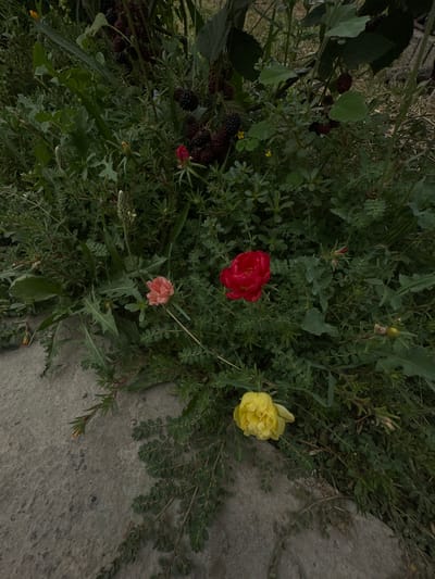 The image shows a patch of ground in Jaukashty, Uzbekistan, with various plants and flowers. A grey concrete surface is visible in the lower left corner, with green foliage growing over it. In the center of the image, there are three flowers: a pink one on the left, a bright red one in the middle, and a yellow one on the right. Behind the flowers, there is a dense growth of greenery, including some dark berries, possibly blackberries. The overall impression is of a wild, overgrown area.