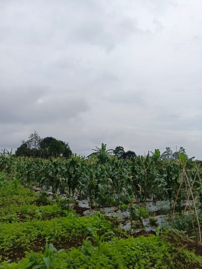 The image depicts an agricultural field under an overcast sky in Kabiufa, Papua New Guinea. The foreground shows dense green ground cover, possibly low-lying crops or weeds. The midground features multiple rows of mature corn plants with green stalks and developing tassels. White plastic mulch covers the soil between some rows of corn. Smaller green plants are visible growing alongside and between the corn. To the far right, a triangular trellis structure constructed from bamboo poles is present, supporting unseen climbing plants. In the background, a dense line of trees forms the horizon, with several banana trees identifiable by their large leaves. A dark-roofed structure is partially visible amidst the trees in the left-center background. No individuals, animals, or active human interactions are present in the scene.