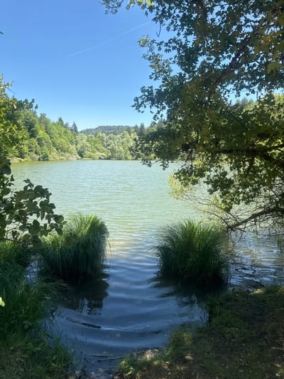 A serene, sunlit lake is bordered by lush green trees on the far bank and dense foliage on the near bank. The water is a pale green, rippling gently under a clear blue sky. Two clumps of tall, green grass rise from the water's edge in the foreground, framing a dark, shadowed inlet. Sunlight filters through the leaves of a large tree on the right, casting dappled shadows onto the water and the grassy bank. The overall scene suggests a tranquil natural setting, likely within the municipality of Coteaux du Lizon, France, known for its abundant natural beauty. There are no people or animals visible in the image.