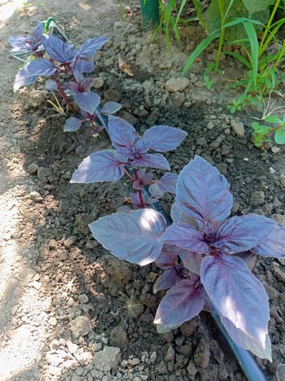 In Salhany, Ukraine, a close-up shot focuses on a row of young, deep purple basil plants growing in dark, loamy soil. The plants are spaced evenly, with a black irrigation tube running alongside them. Sunlight casts shadows on the plants and the ground, highlighting the textured soil and the vibrant, deep hue of the basil leaves. In the background, green grass and other plants are visible, suggesting a garden setting. The scene is peaceful and natural, conveying a sense of growth and cultivation.