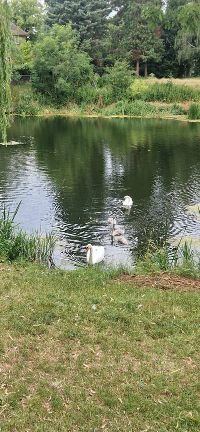 A tranquil scene unfolds by a calm body of water, possibly a canal or river, situated in South Holland, United Kingdom. The water's surface, reflecting the overcast sky and lush green trees, is gently rippled, indicating a light breeze. A family of swans, a parent and its cygnets, glides gracefully through the water. The adult swan, a majestic white bird, leads the procession, while its smaller, downy gray cygnets follow closely in a line. The bank of the water is lined with reeds and tall grasses, adding to the natural beauty of the setting. Beyond the water, a dense canopy of trees forms a verdant backdrop, with a glimpse of a building peeking through the foliage on the left, suggesting a residential area nearby. The foreground is a patch of mown grass, dotted with fallen leaves and a few scattered feathers, hinting at the presence of wildlife. The overall impression is one of serene natural beauty and peaceful coexistence between man and nature.