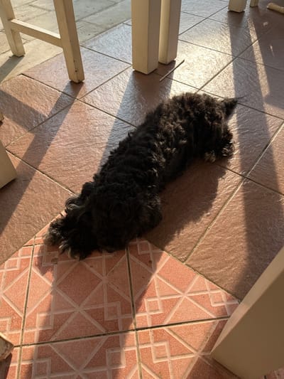 A black poodle is lying on a tiled floor, partially in sunlight and shadow. The poodle is curled up, with its head resting on its paws and its body stretched out. Its fur is dark and curly, with some lighter colored fur visible on its paws. The floor is made of terracotta-colored tiles with a geometric pattern. In the background, the legs of a white table and chair are visible, casting long shadows across the floor. The scene appears to be outdoors, possibly on a patio or balcony. The location is Karangkebagusan, Indonesia.